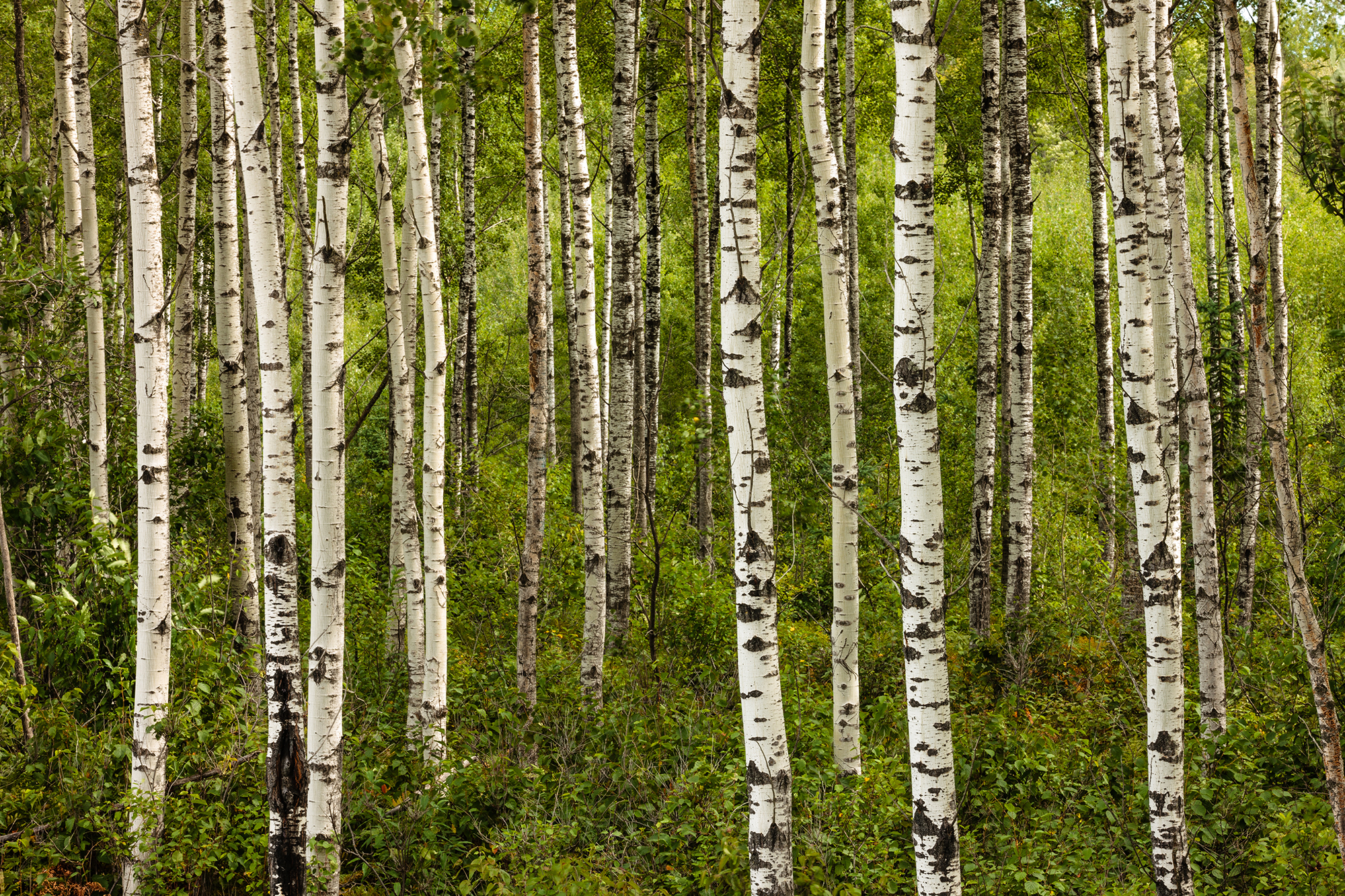 Birch and aspen trees growing in the northwoods of Onieda County