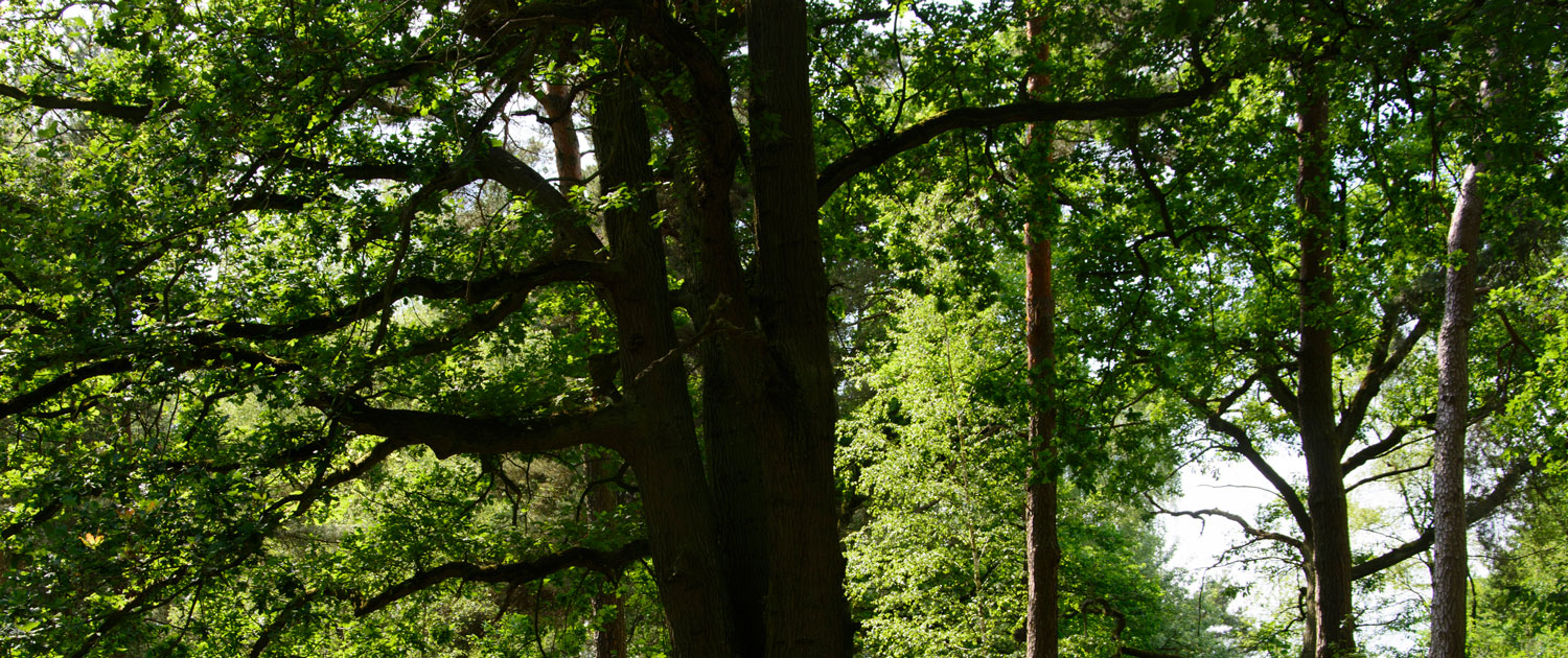wald
